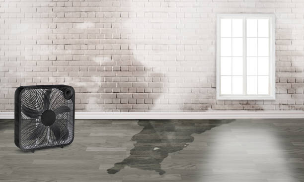 Best Basement water damage restoration  in Claremont, NC